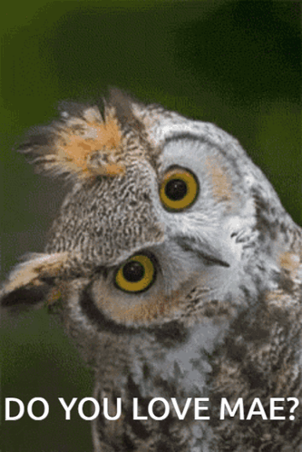 Owl Saying Do You Love Mae GIF