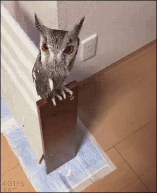 Owl Scared Of Toy GIF