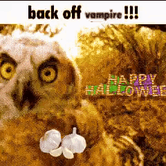 Owl Sitting on Leaves With Garlic Bulbs Back Off Vampire