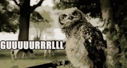 Owl Sitting on Table Eyes Closed Looking at Camera