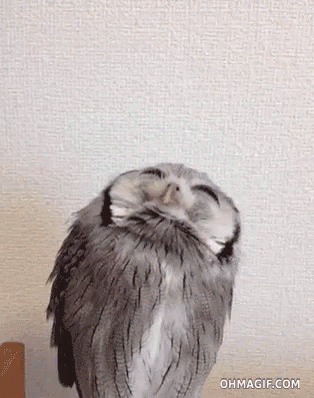 Owl Sitting on Table With Eyes Closed