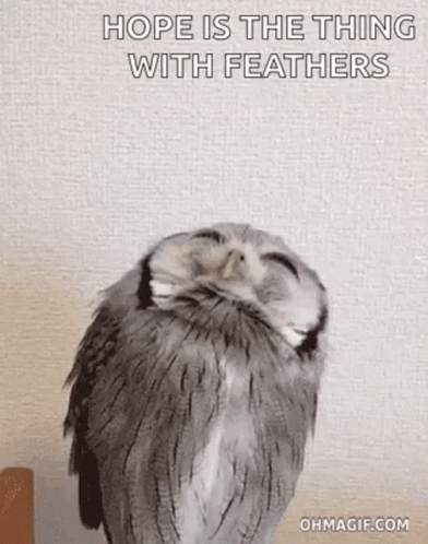Owl Sitting On Wall With Hope Quote GIF