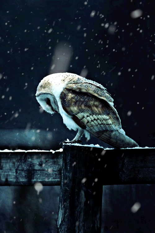 Owl Sleeping While Snowing GIF