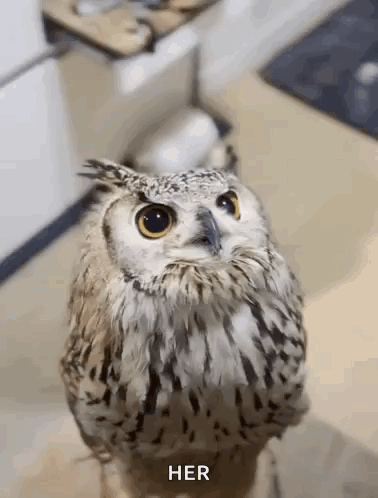 Owl Standing On Foot GIF
