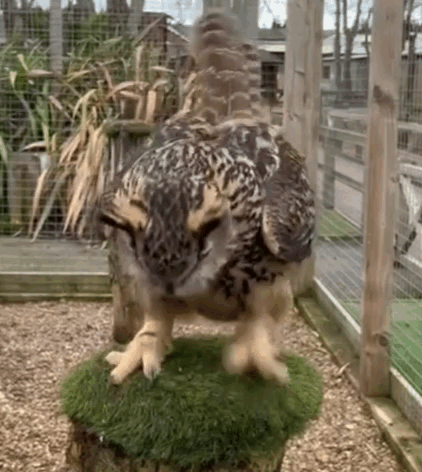 Owl Standing on Mossy Stump in Cage