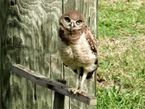 Owl Staring And Turning Head GIF