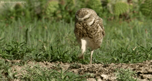 Owl Stepping Carefully GIF