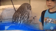 Owl Supposed To Be Calm GIF