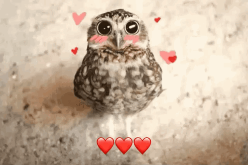 Owl Surrounded by Three Red Hearts
