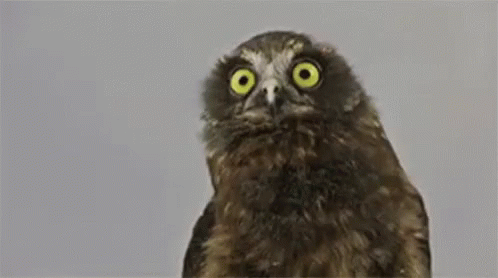 Owl Switching Between Yes No GIF