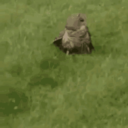 Owl Taking Flight GIF