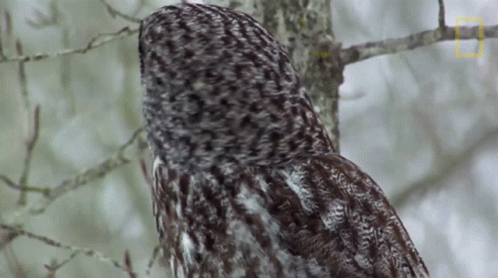 Owl Turning Head To Warn GIF