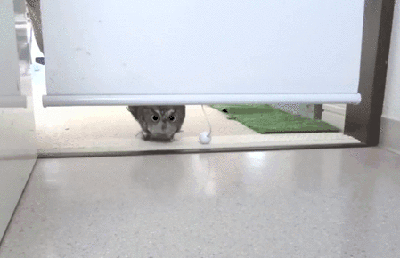Owl Walking Through The Blind GIF