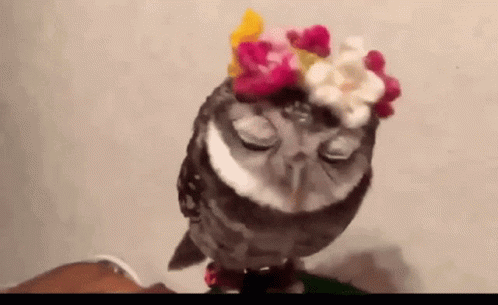 Owl Wearing Flower Crown Sitting on Lap
