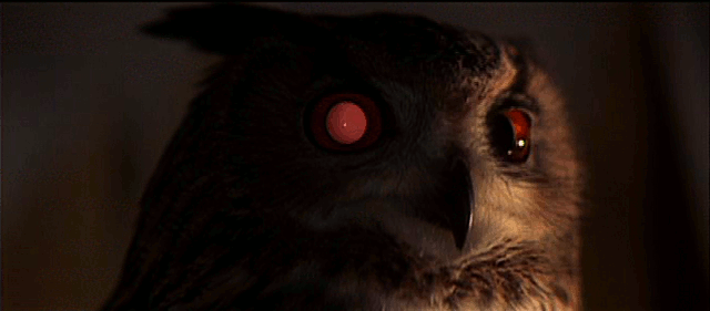 Owl With A Blind Eye GIF