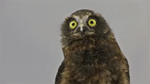 Owl With Big Yellow Eyes GIF