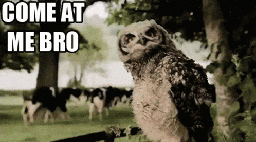 Owl with Come At Me Bro Text