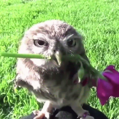 Owl With Flower In Beak Looking At Camera GIF