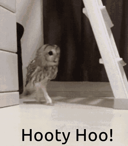 Owl With Hooty Hoo