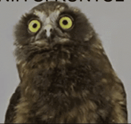 Owl with Yellow Eyes Close Up