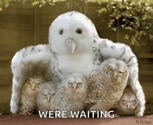 Owls We're Waiting GIF