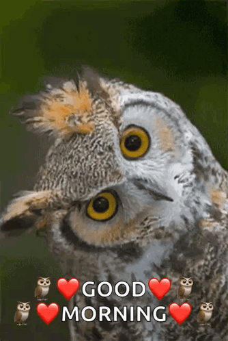 Owls With Hearts Saying Good Morning