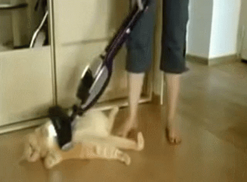 Owner Using Vacuum On Sleeping Cat GIF