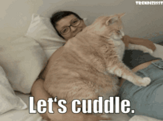 Owner Wants To Cuddle Fat Cat GIF
