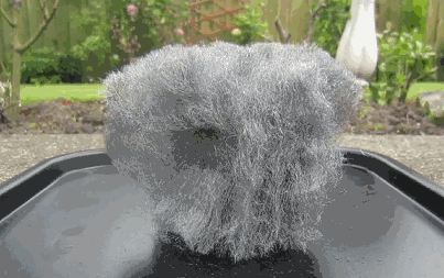 Oxidizing Steel Wool Chemical Reaction GIF