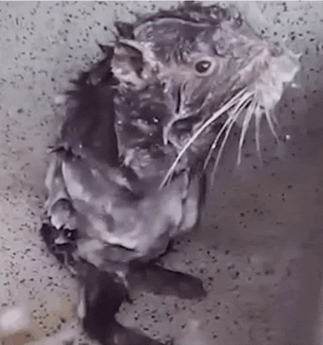 Pacarana Bathing Rat Gif GIF