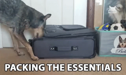 Packing The Essentials GIF