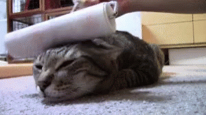 Paint Foam Roller Cat Relaxing Massage GIF