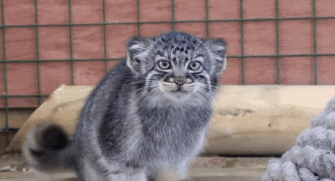 Pallas Cat Being Curious GIF