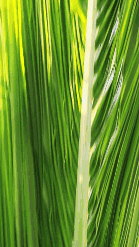 Palm Leaf On The Sea Side GIF