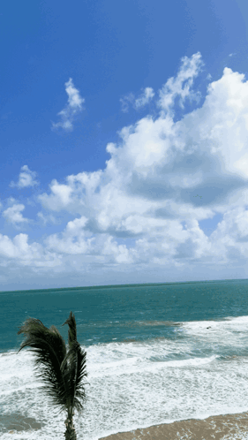 Palm Tree Blowing in Wind by Water