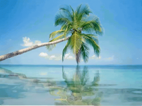 Palm Tree Leaning Over Ocean GIF