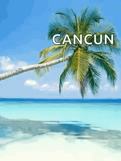 Palm Tree On Beach Cancun GIF
