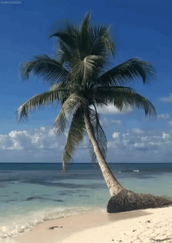 Palm Tree On Sandy Beach GIF