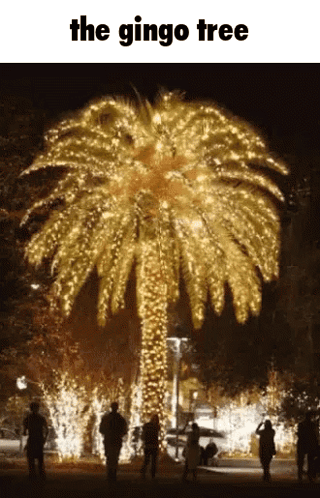 Palm Tree With Christmas Lights Saying The Gingo Tree