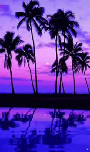 Palm Trees Against Purple and Pink Sky