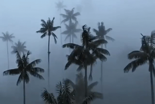 Palm Trees Are Silhouetted Against A Foggy Sky GIF