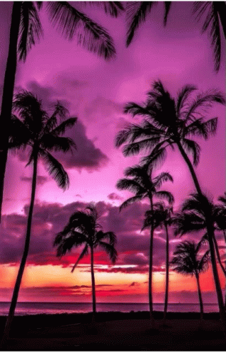 Palm Trees Are Silhouetted Against A Purple Sky GIF