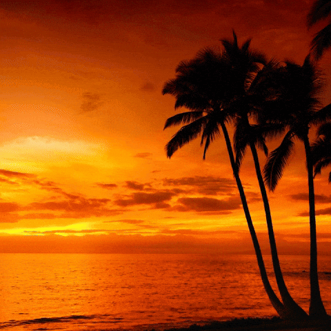 Palm Trees Are Silhouetted Against A Sunset Sky Over The Ocean GIF