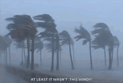 Palm Trees Blowing In Wind At Least It Wasn't This Windy GIF