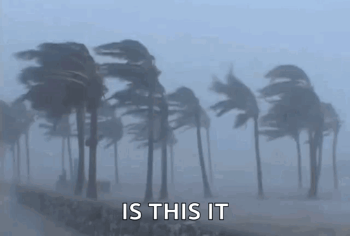 Palm Trees Blowing in Wind Is This It