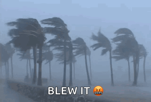 Palm Trees Blowing in Wind Saying Blew It