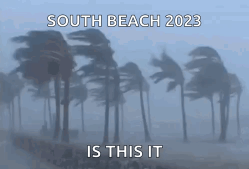 Palm Trees Blowing South Beach 2023 Is This It GIF