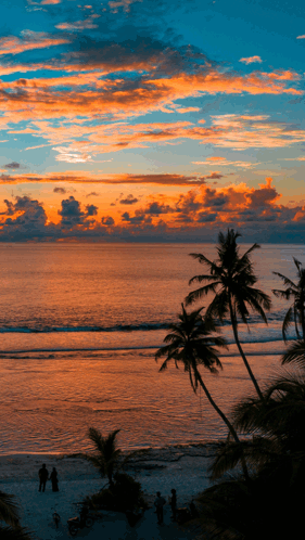 Palm Trees Silhouetted Against A Colorful Sunset Over The Ocean GIF