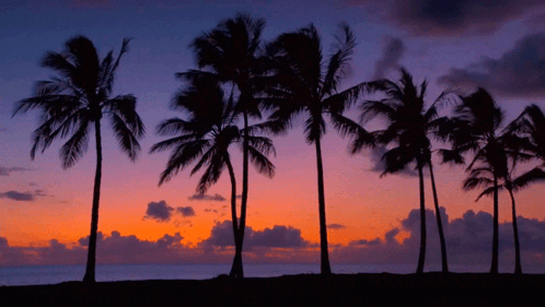 Palm Trees Silhouetted Against A Sunset Sky GIF