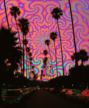 Palm Trees Silhouetted Against Colorful Swirl GIF